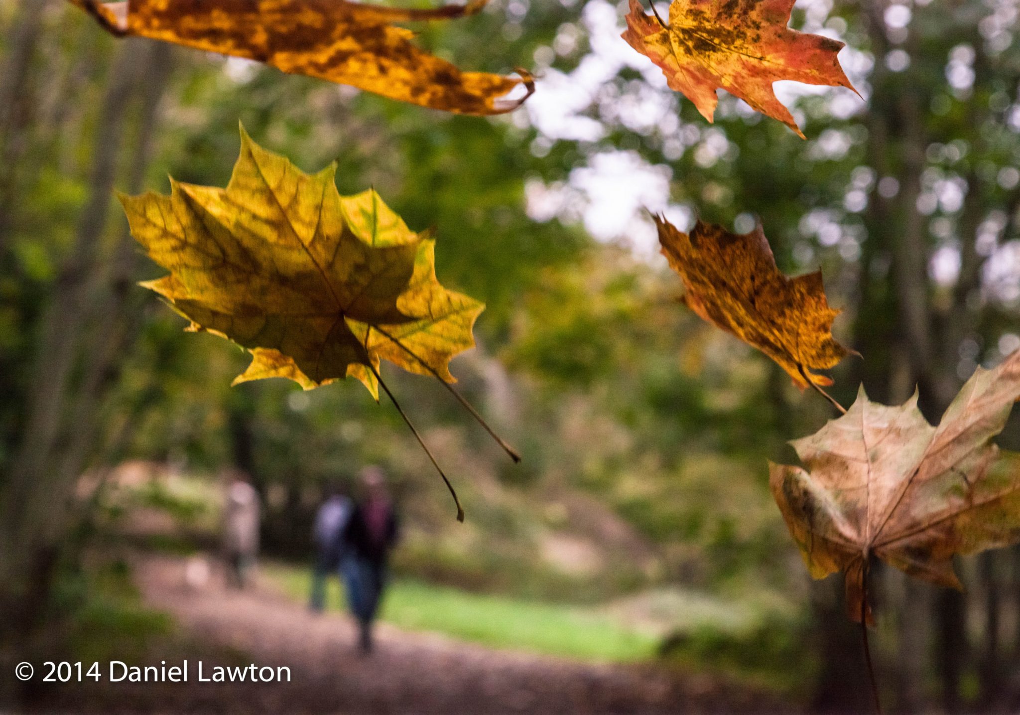 Autumn 2014