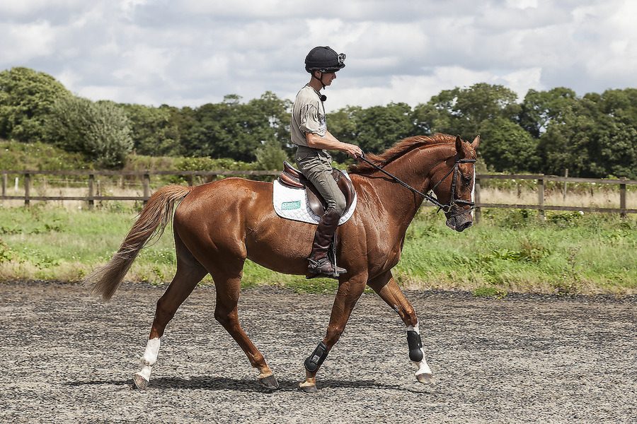 Gaspard / Equestrian Eventing