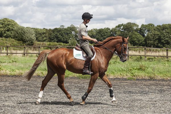 Gaspard / Equestrian Eventing