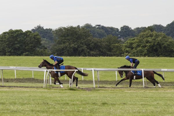 Newmarket Gallops